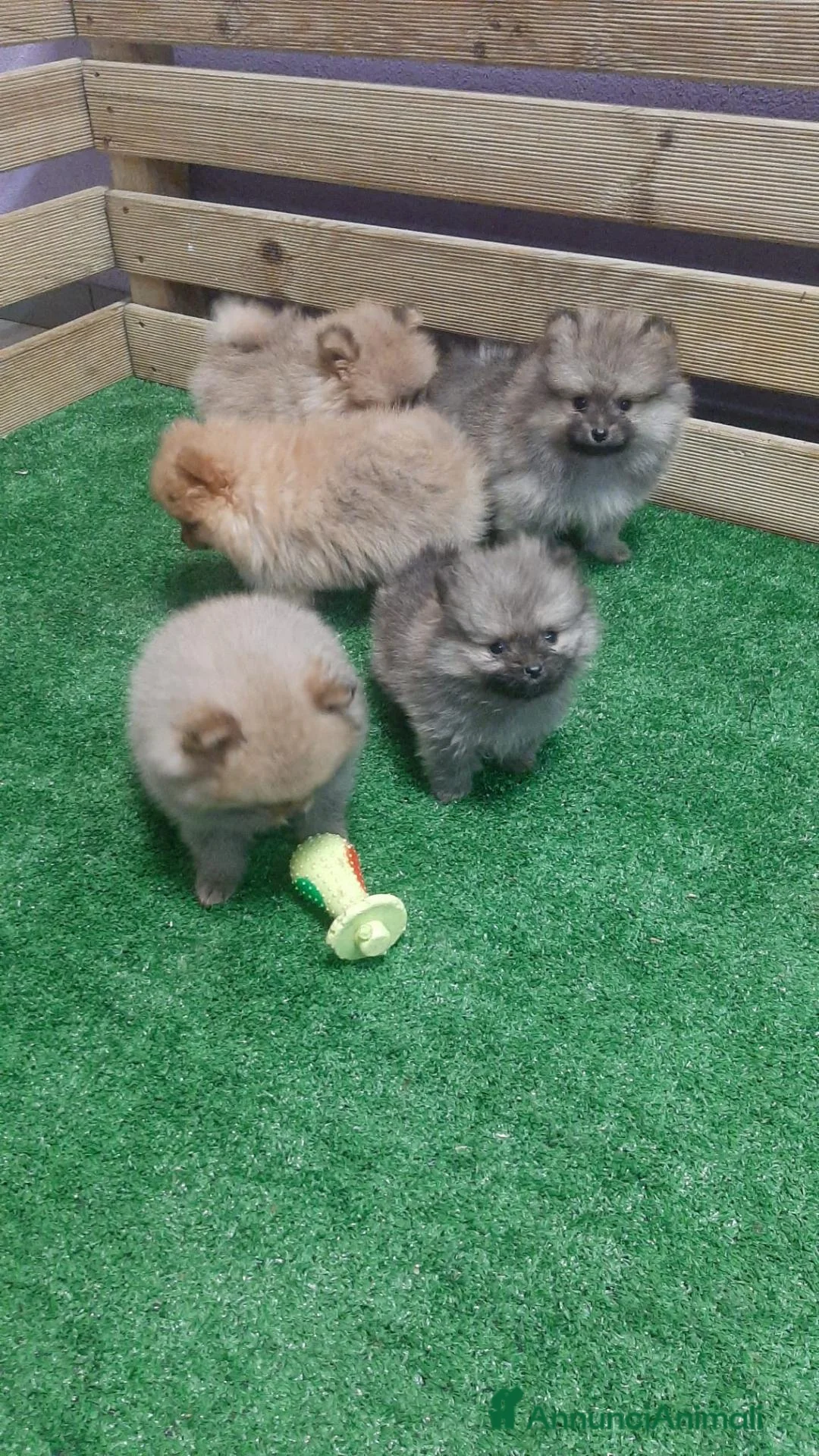 Volpino Pomerania cani in vendita: VOLPINO DI POMERANIA MINIATURE  a Provincia di Como - Annuncio 2