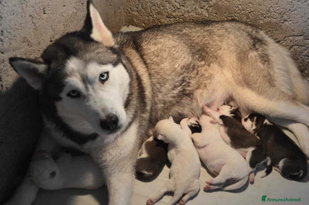 Husky cani in vendita: Cucciola Siberian Husky linea Russa Pedigree Enci - Annuncio 5