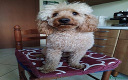 Barboncino cani per accoppiamento: GentilCane cerca Fidanzata - Immagine 9