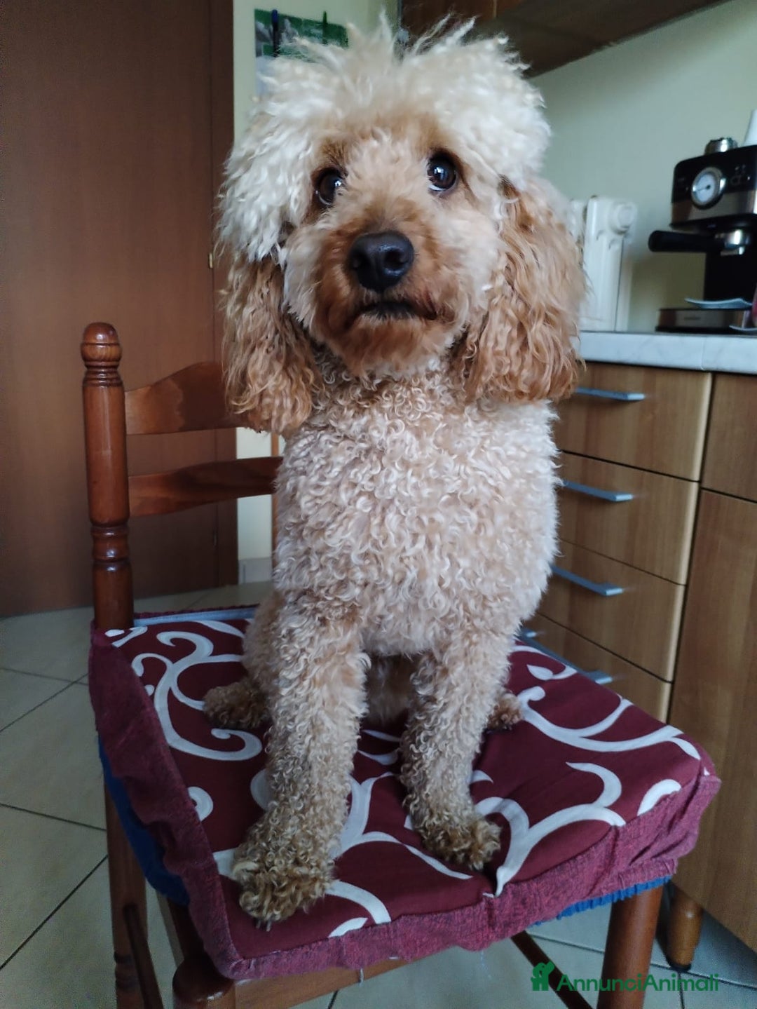 Barboncino cani per accoppiamento: GentilCane cerca Fidanzata - Immagine 9