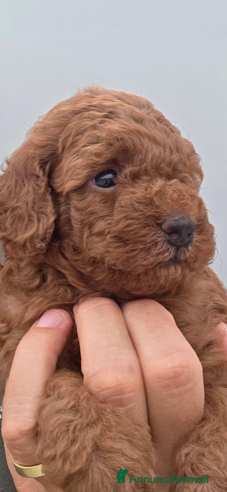 Barboncino cani Barboncino nano fulvo - Annuncio 1