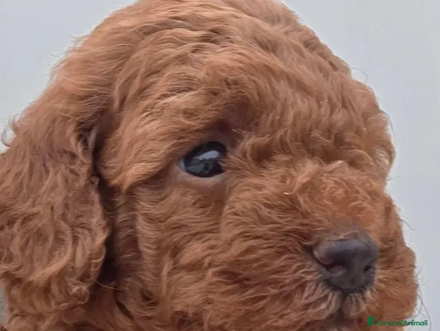 Barboncino cani in vendita: Barboncino nano fulvo - Annuncio 1