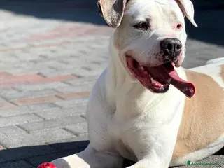 Meticcio cani MAMBO PIT BULL - Annuncio 26