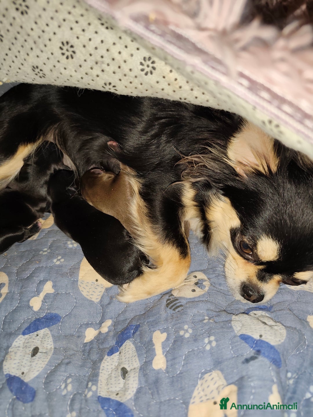 Immagine della galleria {{count}}