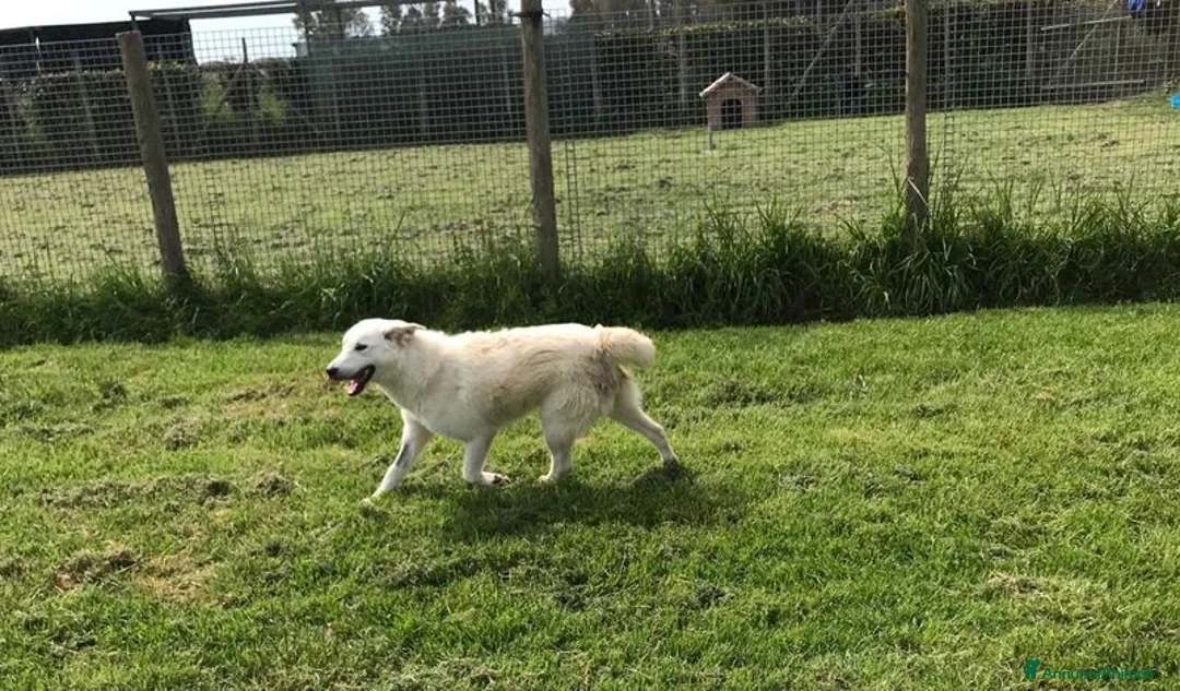 Meticcio cani in regalo: ZIGULi' cucciolone da amare per sempre a Provincia di Latina - Annuncio 6