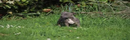 Pitbull cani in vendita: Cucciolo Pit Bull Blue con pedigree anche a rate - Annuncio 4