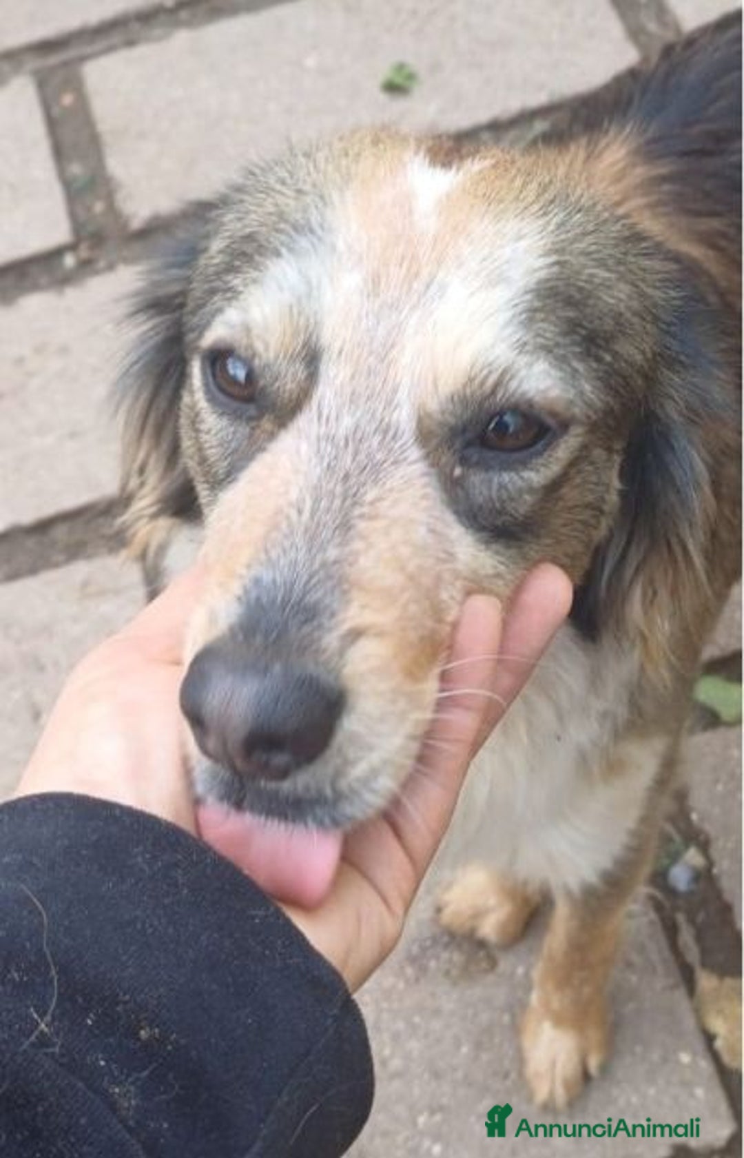 Meticcio cani in regalo: PERLAdolcissima piccola mix setter - Annuncio 4