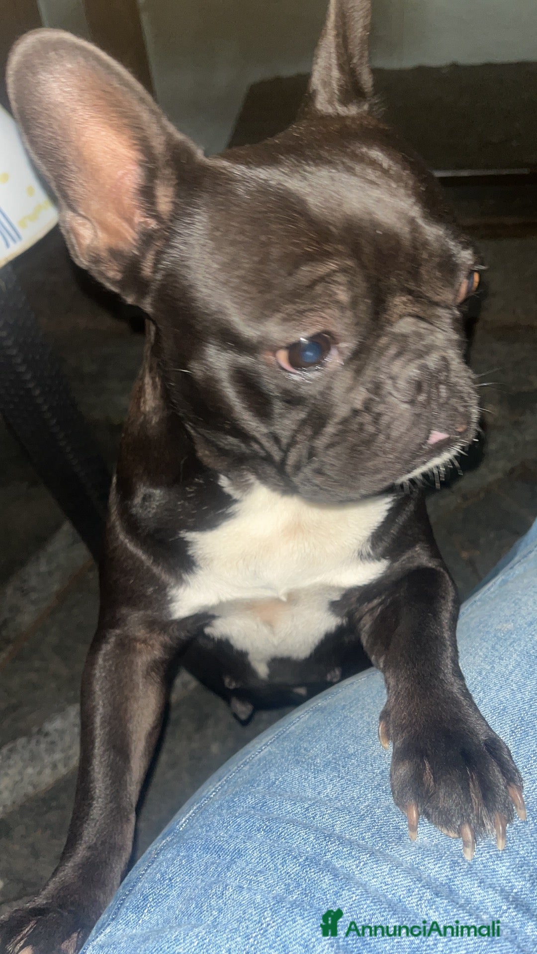 Bulldog Francese cani Bulldog francese  - Annuncio 13