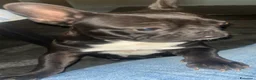 Bulldog Francese cani in vendita: Bulldog francese  - Annuncio 1