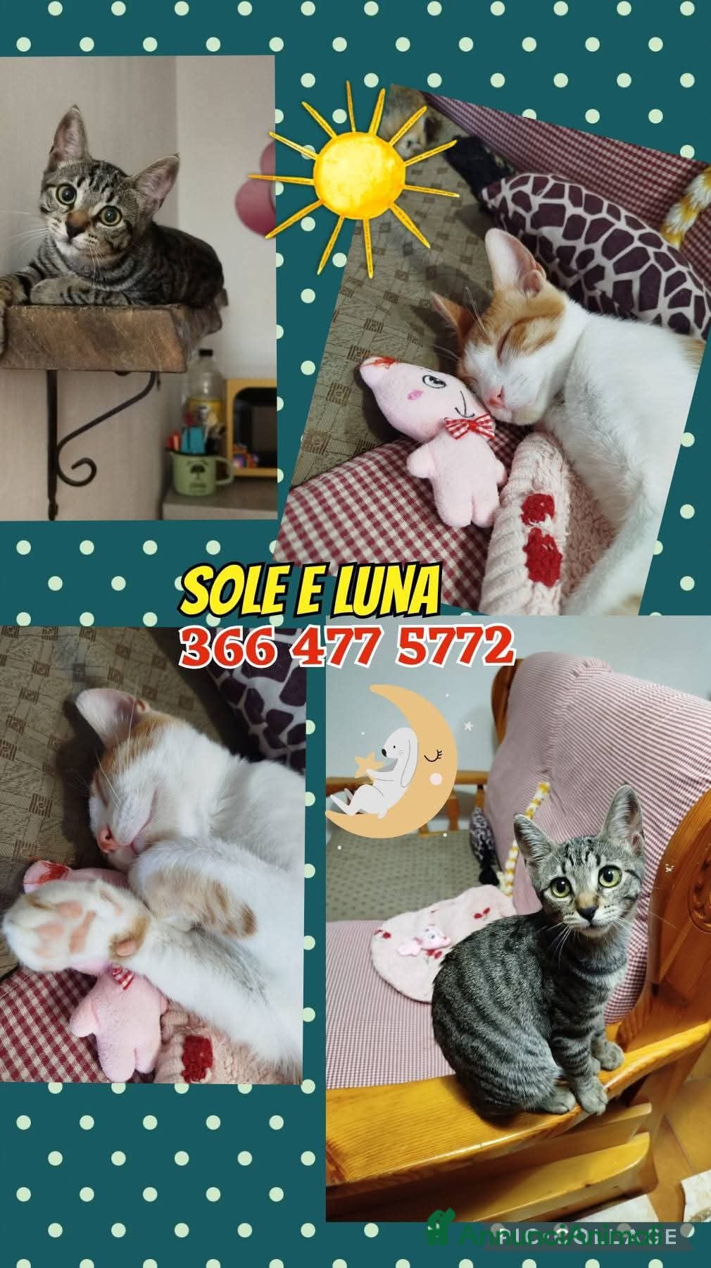 Europeo gatti SOLE E LUNA GATTINI SUPERBELLI a Città metropolitana di Roma Capitale - Annuncio 13