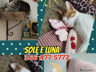 Europeo gatti SOLE E LUNA GATTINI SUPERBELLI a Città metropolitana di Roma Capitale - Annuncio 37