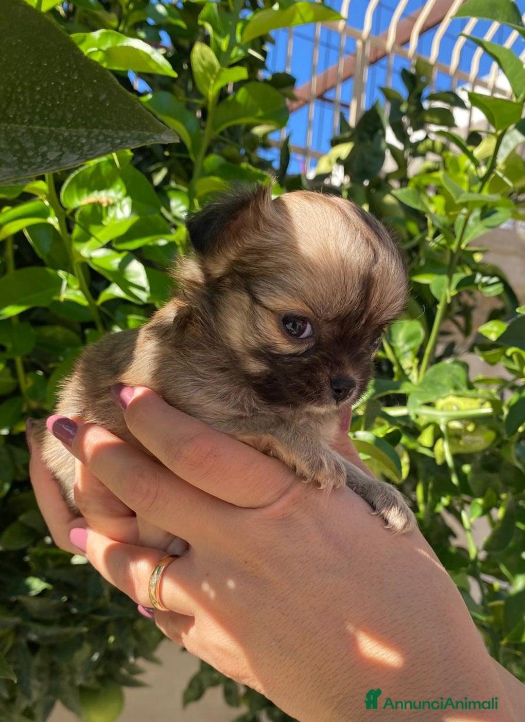 Chihuahua cani in vendita: Cuccioli chihuahua pelo lungo  - Annuncio 1