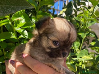 Chihuahua cani Cuccioli chihuahua pelo lungo - Annuncio 18