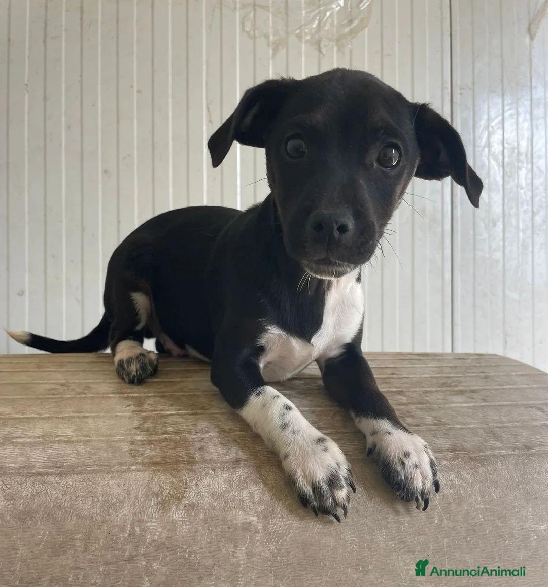 Meticcio cani in regalo: IL DOLCE LEON - Annuncio 1