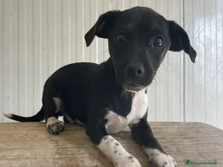 Meticcio cani IL DOLCE LEON - Annuncio 41