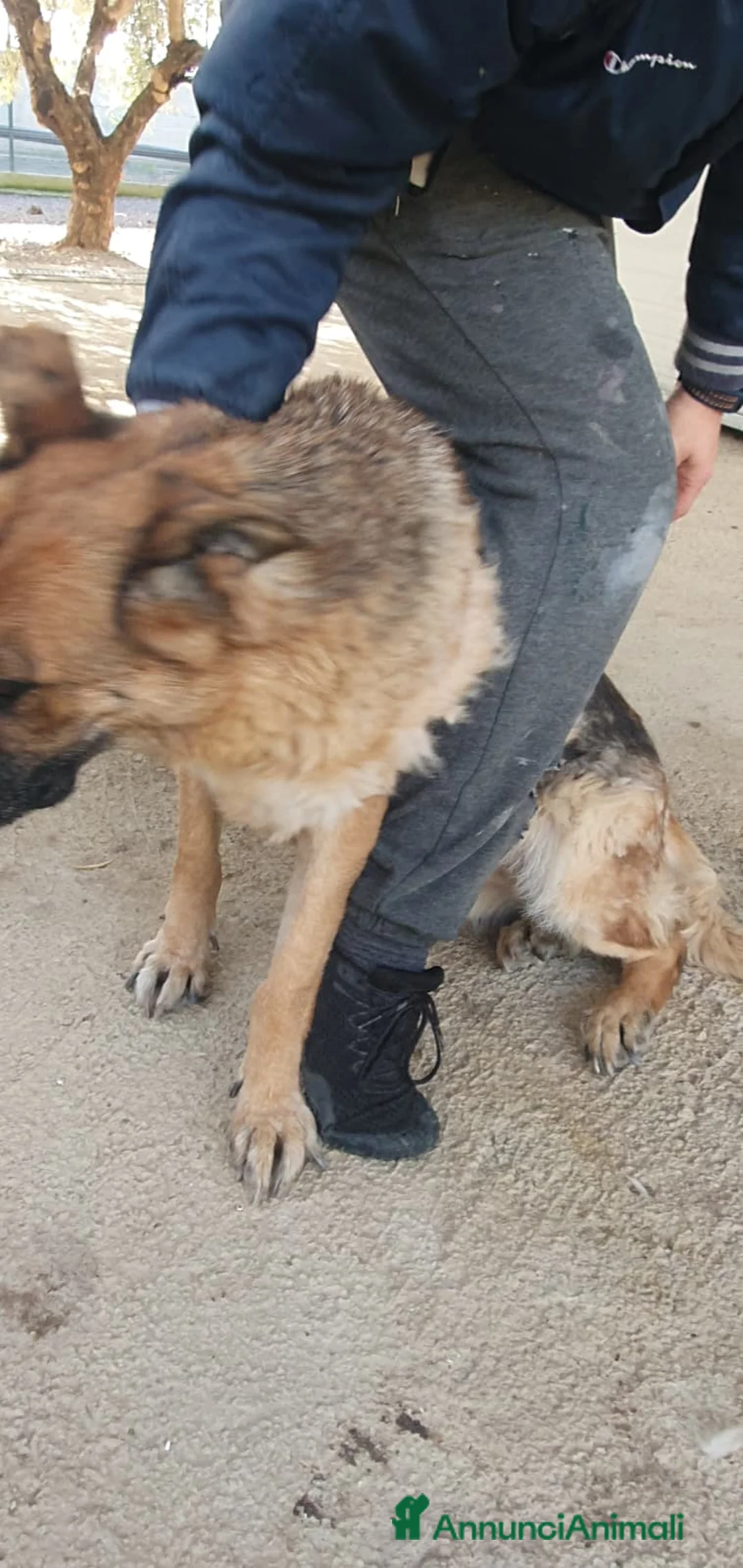 Pastore Tedesco cani in regalo: Zara pastore tedesco in canile - Annuncio 2