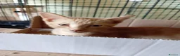 Europeo gatti in regalo: gatto cucciolo 2 mesi  - Annuncio 3
