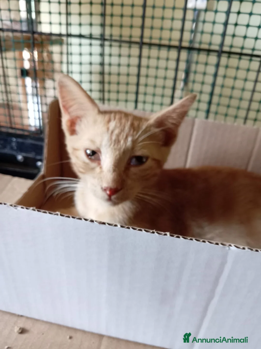Europeo gatti in regalo: gatto cucciolo 2 mesi  - Annuncio 3