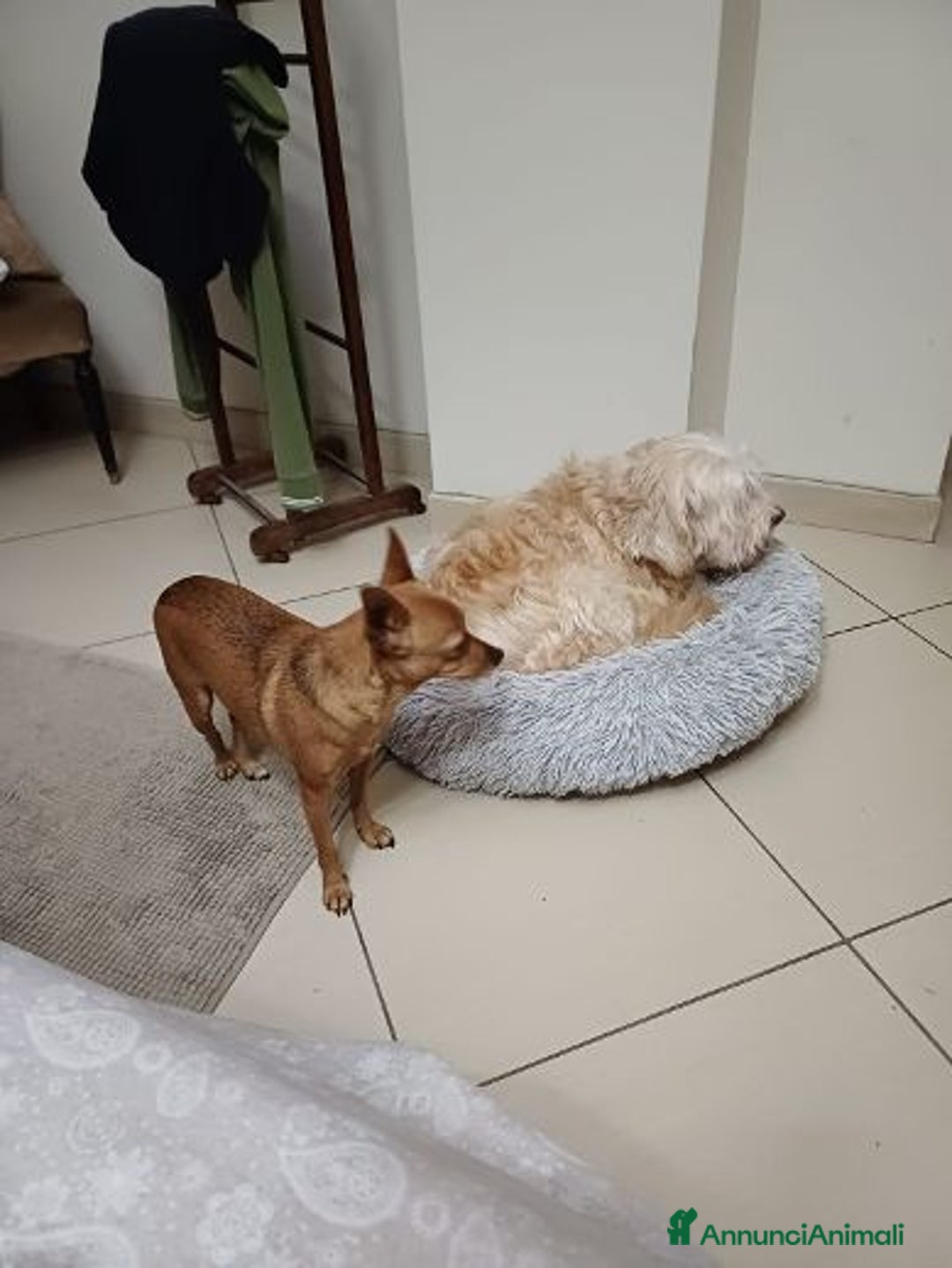 Meticcio cani in regalo: MOLLICA 7anni e solo 4kg!  - Annuncio 4