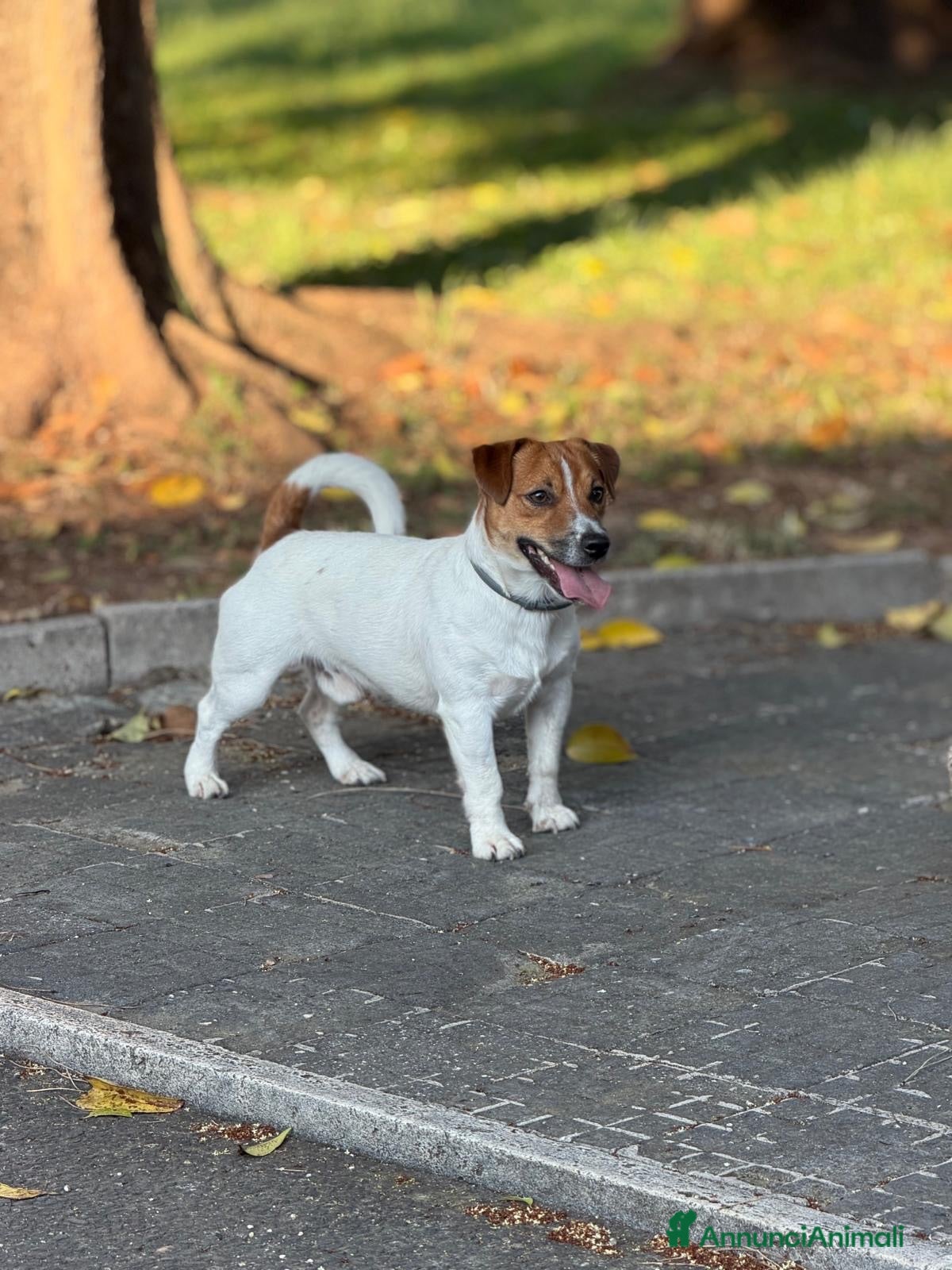 Jack Russell cani Jack russel per accoppiamento  - Annuncio 7