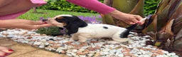 Bassethound cani in vendita: Cuccioli Bassethound - Annuncio 5