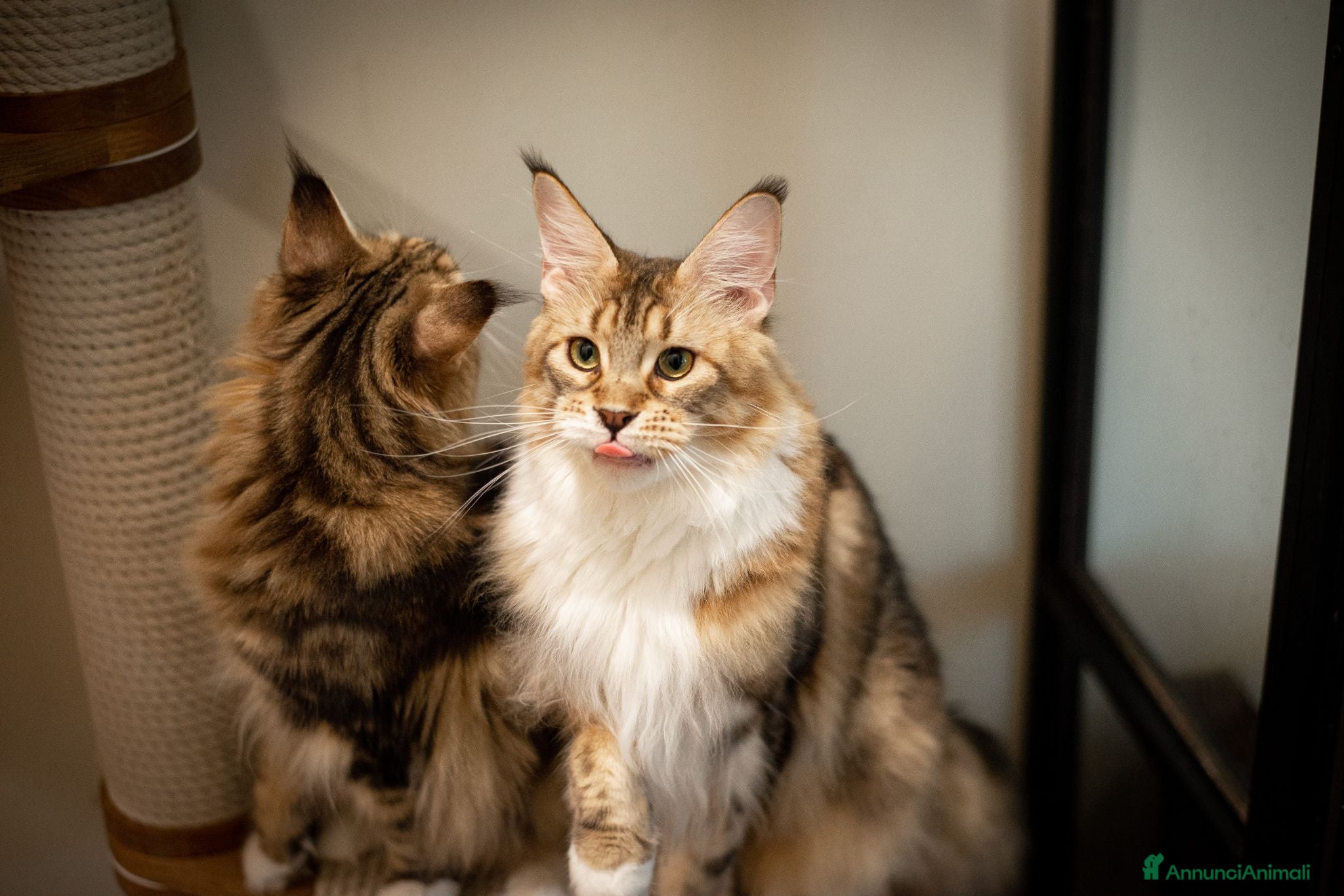 Maine Coon gatti Mainemarie Barbera - Annuncio 4