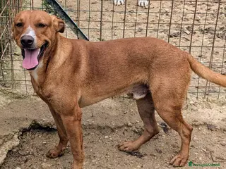 Meticcio cani ADOTTA IL DOLCE CORFU' a Città metropolitana di Roma Capitale - Annuncio 4