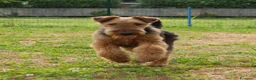 Airedale Terrier cani in vendita: Cucciolone di airedale terrier  - Annuncio 2