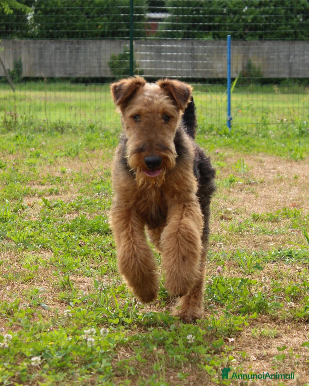 Airedale Terrier cani in vendita: Cucciolone di airedale terrier  - Annuncio 2