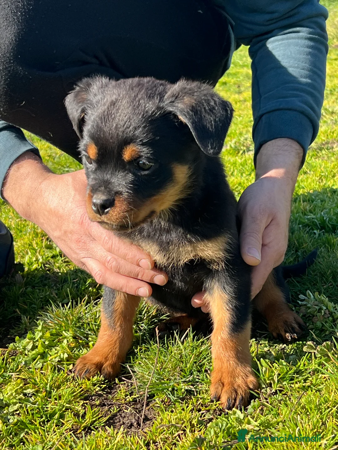 Rottweiler cani in vendita: Cuccioli rottweiler  - Annuncio 2