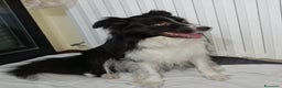 Border Collie cani per accoppiamento: Accoppiamento  - Annuncio 5