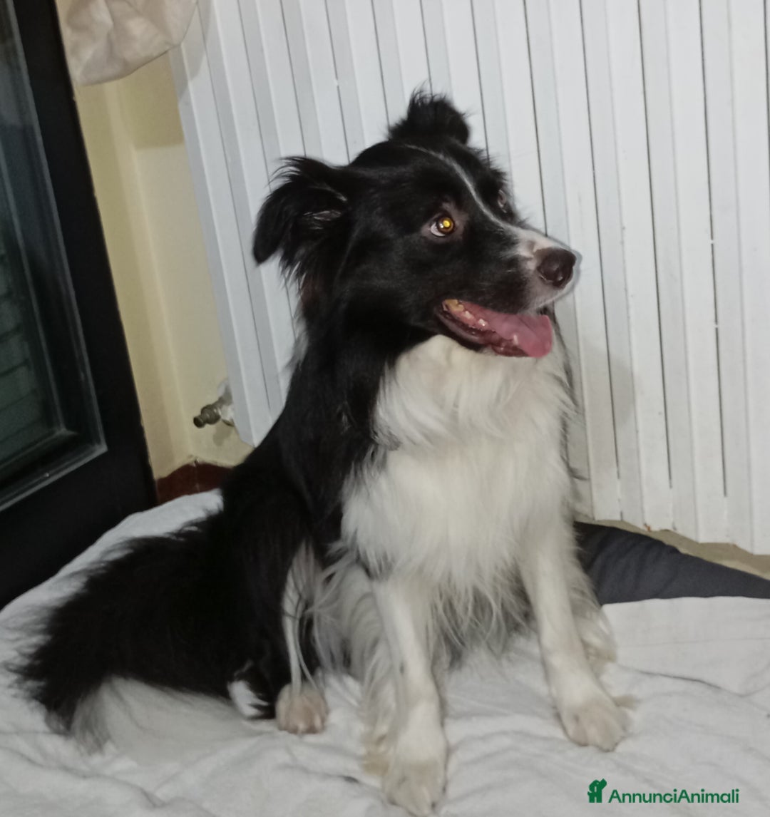 Border Collie cani per accoppiamento: Accoppiamento  - Annuncio 5