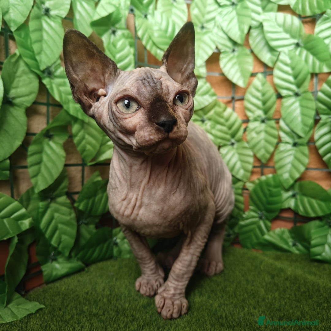 Sphynx gatti in vendita: Gattina spinkns tre mesi Pedigree  - Annuncio 3
