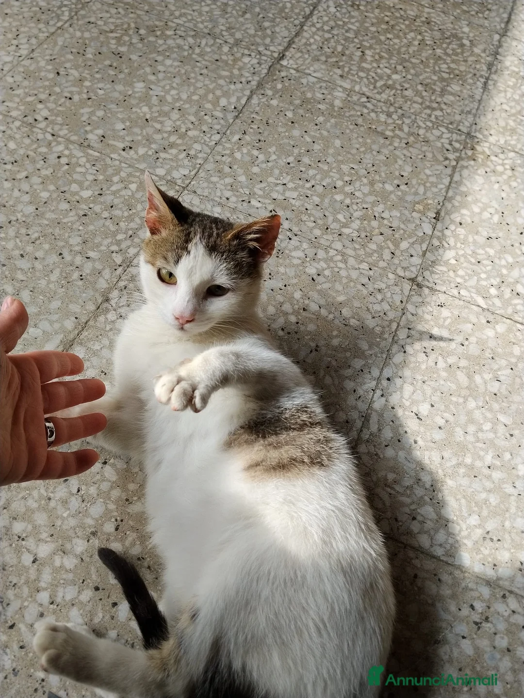 Europeo gatti in regalo: Violetta un fiorellino di micina  a Città metropolitana di Milano - Annuncio 1