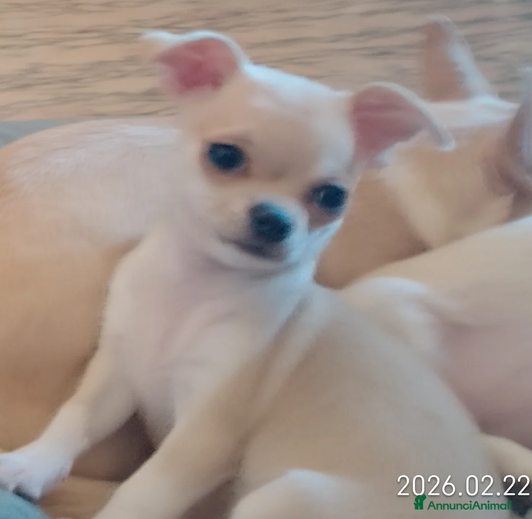 Chihuahua cani in vendita: Cucciola chihuahua  - Annuncio 2