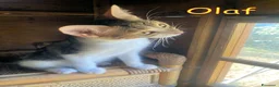 Europeo gatti in regalo: TRE SPLENDIDI FRATELLINI DI DUE MESI - Annuncio 4