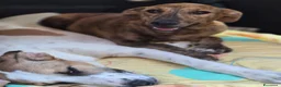 Meticcio cani in regalo: Giada e Gioia 6/7mesiNESSUNA RICHIESTA.SICILIA SOS - Annuncio 2