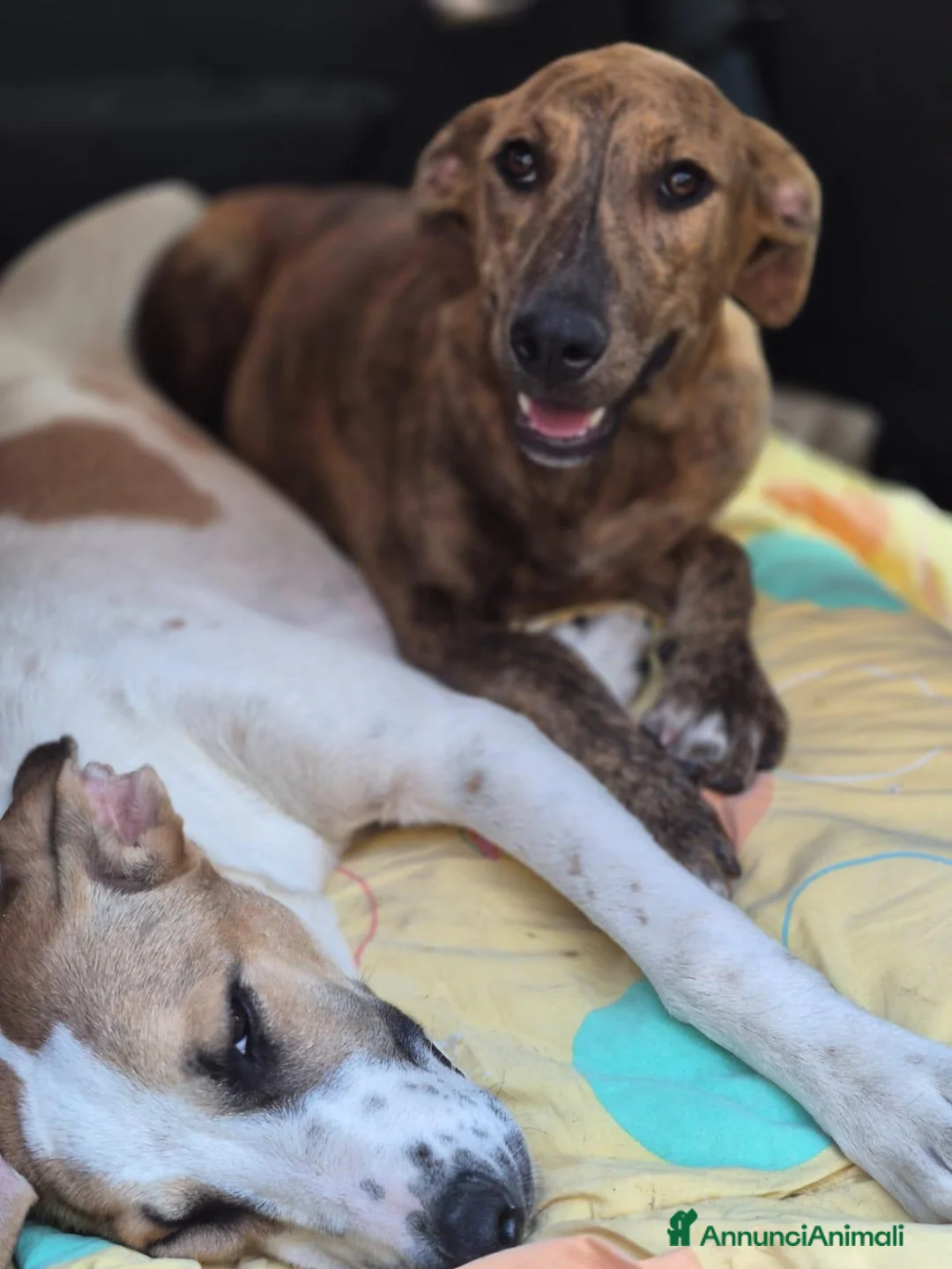 Meticcio cani in regalo: Giada e Gioia 6/7mesiNESSUNA RICHIESTA.SICILIA SOS - Annuncio 2