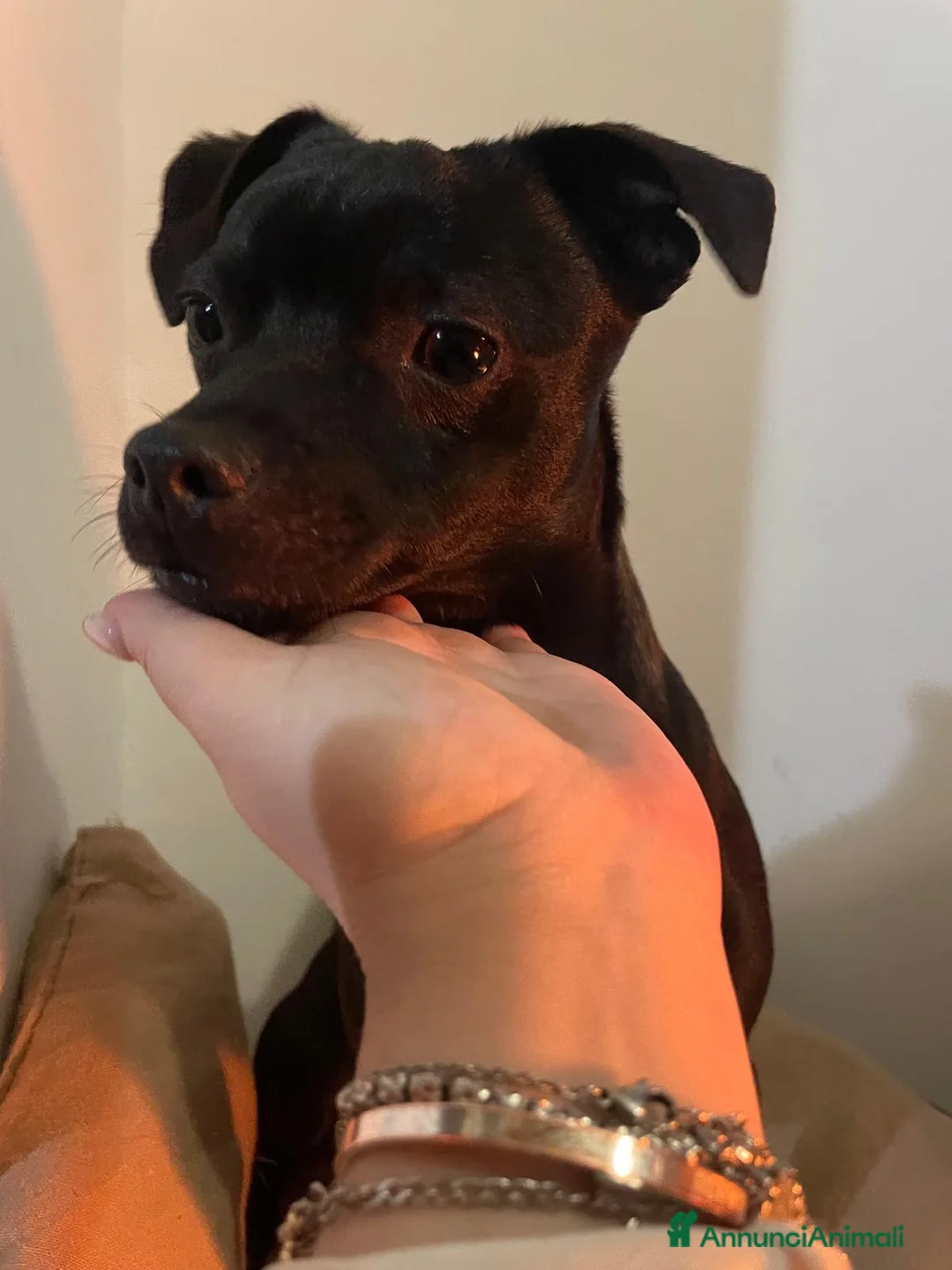 Meticcio cani in regalo: Cagnolino nero taglia piccola  - Annuncio 4