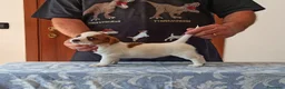 Jack Russell cani in vendita: Cucciolata jack Russell terrier con pedigree  - Annuncio 15
