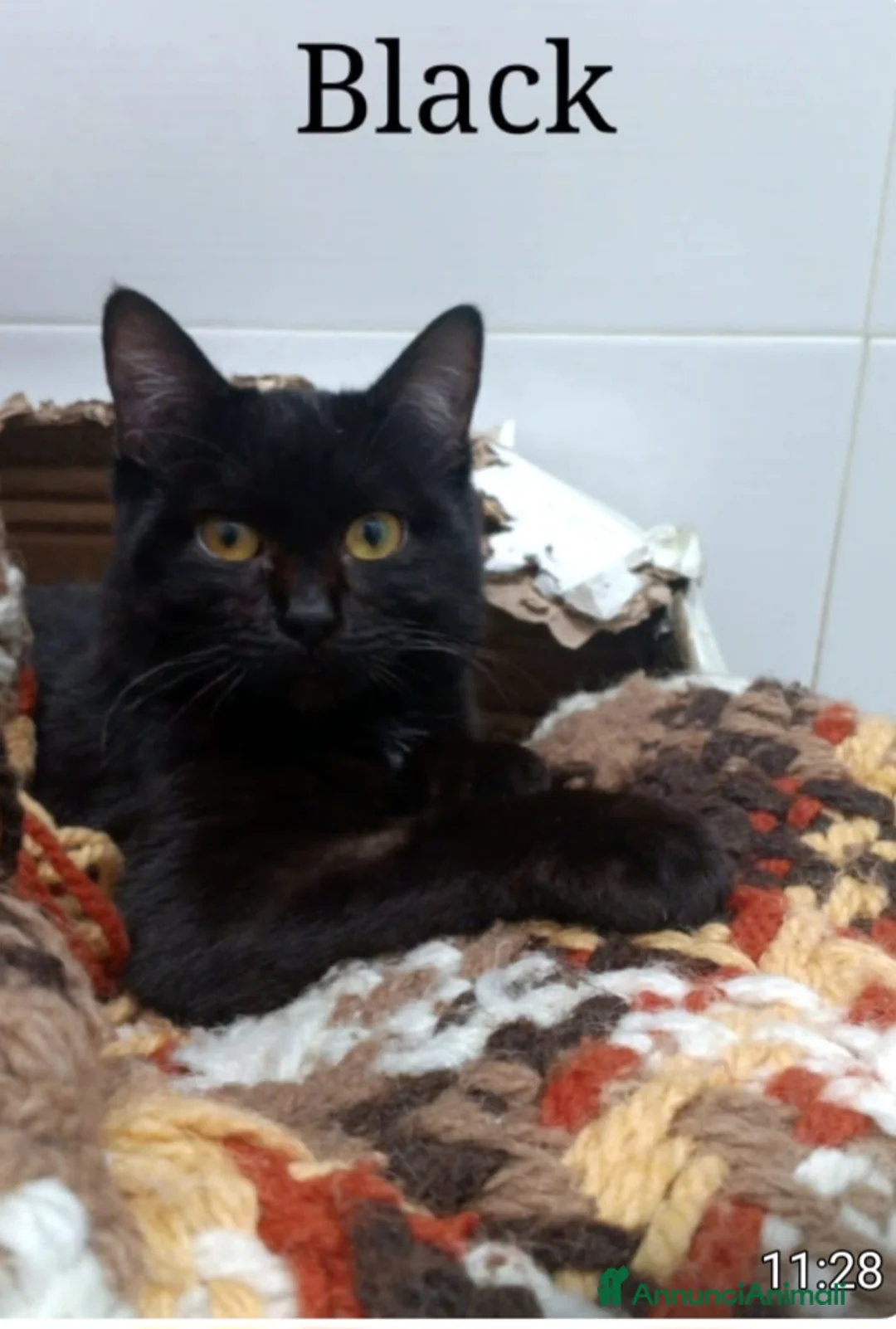 Europeo gatti in regalo: Micio nero TRIPODE ca 7mesi ADOZIONE SALTATA.NAPOL - Annuncio 1