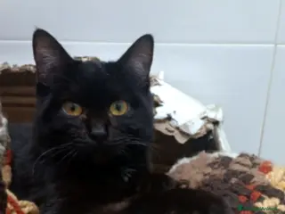 Europeo gatti Micio nero TRIPODE ca 7mesi ADOZIONE SALTATA.NAPOL - Annuncio 25