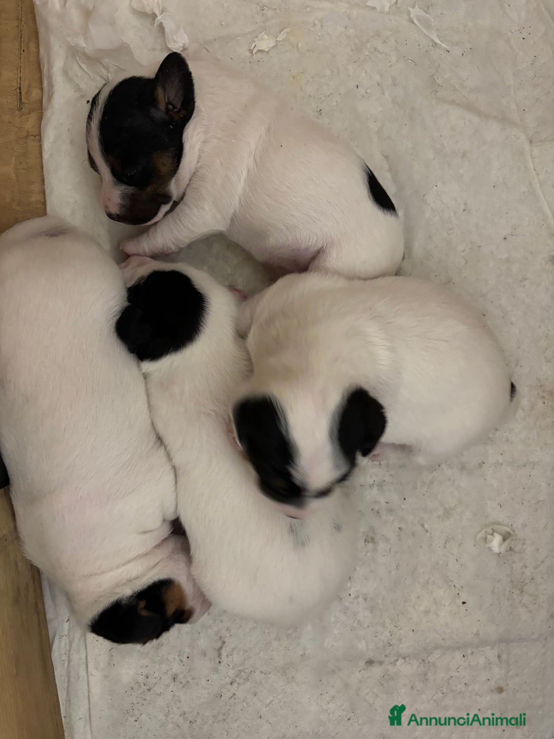 Parson Russell cani in vendita: Parson Russell terrier  - Annuncio 1