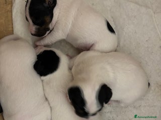 Parson Russell cani Parson Russell terrier - Annuncio 2