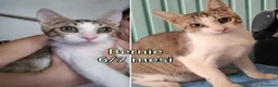 Altre razze gatti in regalo: GATTINI BISOGNOSI IN CERCA D'AMORE  a Città Metropolitana di Bologna - Annuncio 9