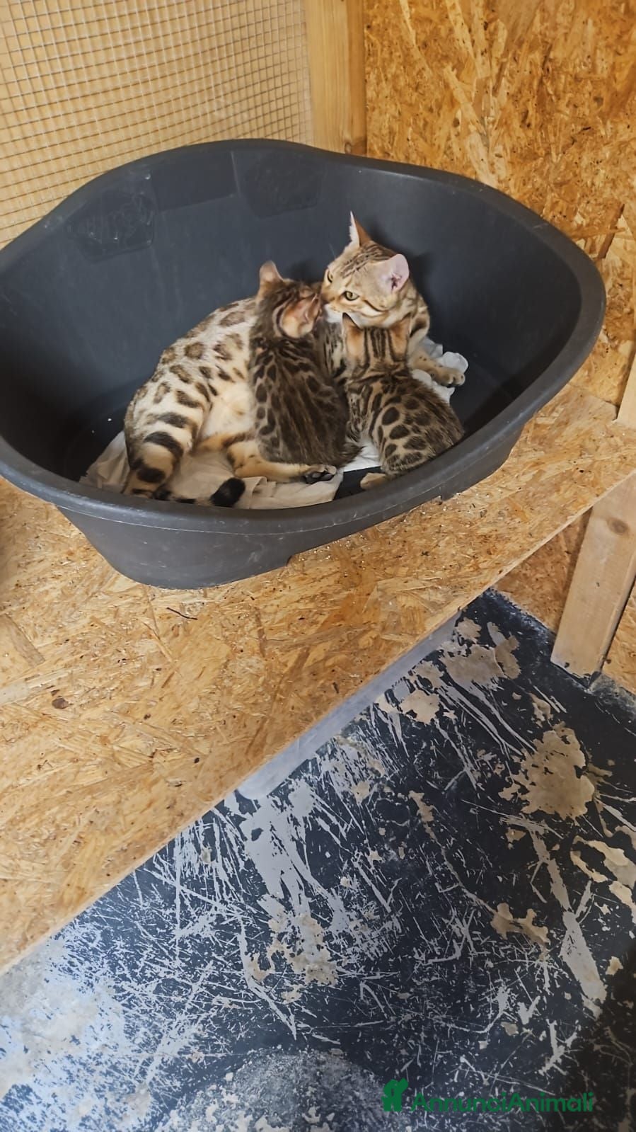 Bengala gatti Cuccioli bengala Silver e Brown  - Annuncio 4