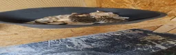 Bengala gatti in vendita: Cuccioli bengala Silver e Brown  - Annuncio 1