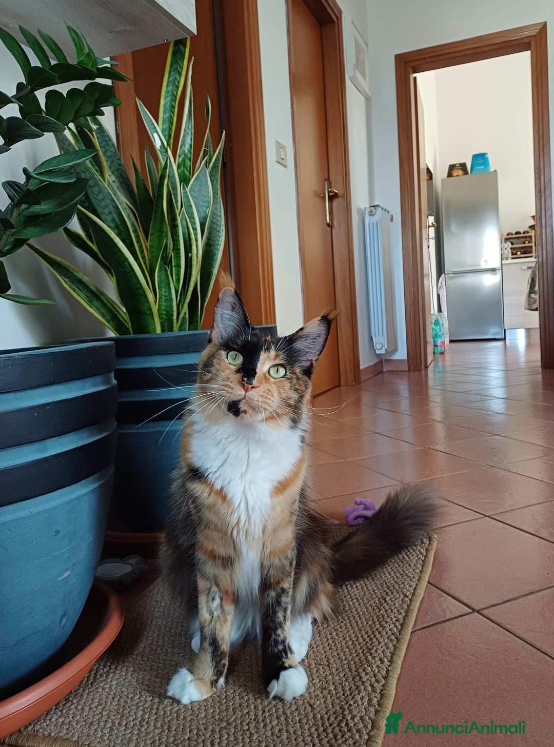 Maine Coon gatti in vendita: Cuccioli Maine Coon - Annuncio 1