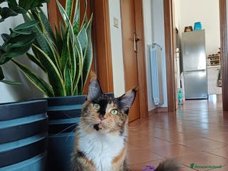 Maine Coon gatti Cuccioli Maine Coon - Annuncio 20