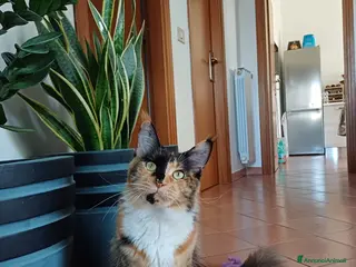 Maine Coon gatti Cuccioli Maine Coon - Annuncio 36